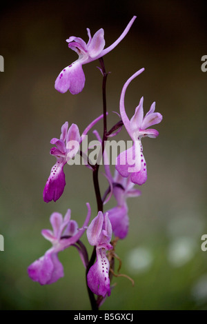 Orchidée orchidées endémiques troodi Troodos à Chypre Banque D'Images