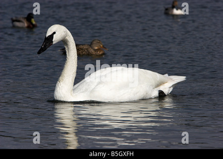 Cygne trompette (Cygnus buccinator avec goutte d'eau sur la fin du projet de loi à la lagune Esquimalt Victoria Vancouver Island BC en Avril Banque D'Images