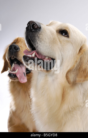 Les Golden Retrievers Banque D'Images