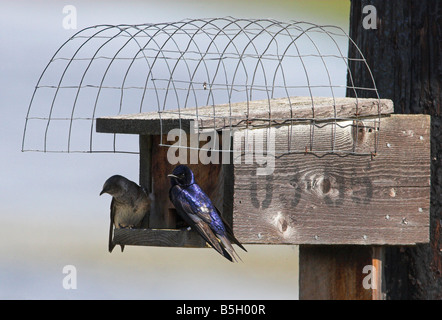 Purple Martin Progne subis à l'extérieur de mâles et femelles au nid de Buckley Bay l'île de Vancouver BC en mai Banque D'Images