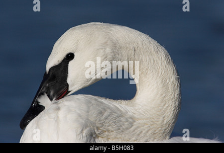 Cygne trompette (Cygnus buccinator close up de la tête et du cou incurvé à la lagune Esquimalt Victoria Vancouver Island BC en Février Banque D'Images