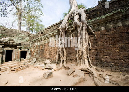 L'intérieur du temple de Ta Prohm envahi par les Temples d'Angkor Siem Reap Cambodge Banque D'Images