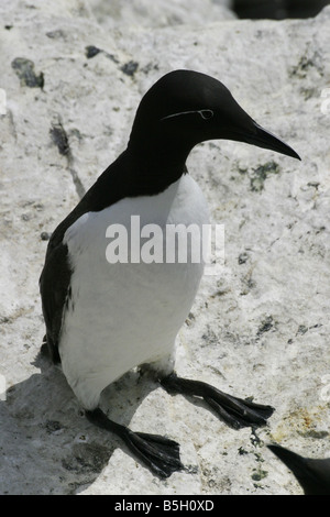 Bridled une forme du Guillemot, Uria aalge, également connu sous le nom de guillemot marmette en Amérique du Nord Banque D'Images