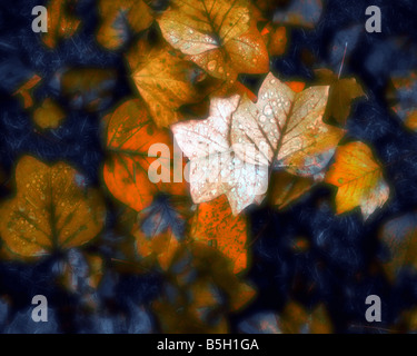 ART PHOTO : Les feuilles d'automne Banque D'Images
