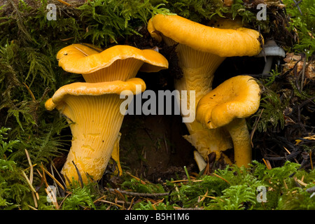 Chanterelle, Cantharellus cibarius, champignons, Northwest, États-Unis, de l'Oregon, les champignons comestibles, Banque D'Images