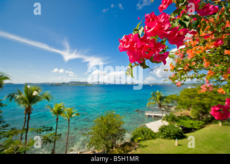 CRUZ BAY, Îles Vierges américaines — Une vue sur la mer des Caraïbes depuis Cruz Bay, composé John, Îles Vierges américaines, encadrée par des fleurs de bougainvilliers roses vibrantes au premier plan. La scène tropicale met en valeur la flore luxuriante de l'île sur fond d'eaux turquoises. Banque D'Images