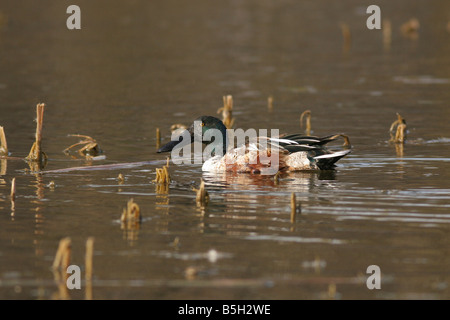 Le Canard souchet Anas clypeata mâle Hiver Israël Février 2008 Banque D'Images