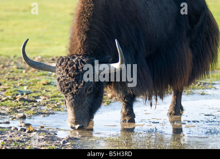 Himalayan Bos grunniens Yack bovine aux longs cheveux trouvés dans la région himalayenne de l'Asie centrale du sud 1136 SCO Banque D'Images