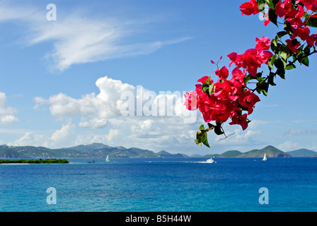 CRUZ BAY, Îles Vierges américaines — Une vue sur la mer des Caraïbes depuis Cruz Bay, composé John, Îles Vierges américaines, encadrée par des fleurs de bougainvilliers roses vibrantes au premier plan. La scène tropicale met en valeur la flore luxuriante de l'île sur fond d'eaux turquoises. Banque D'Images