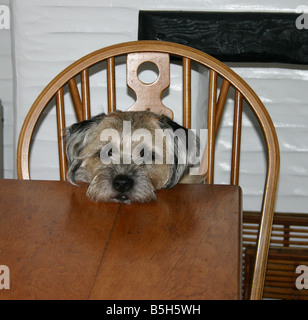 Très fatigué Border terrier Banque D'Images