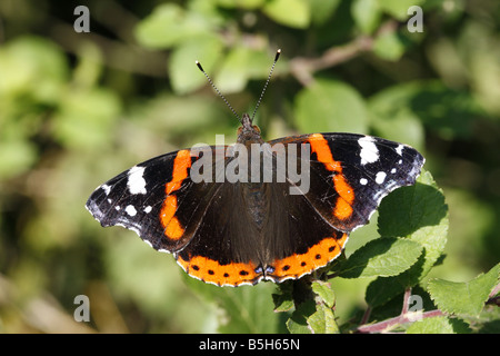 L'amiral rouge Vanessa atalanta adulte seul reposant sur les prises d'août Minsmere UK Suffolk Banque D'Images