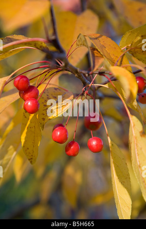 Crabe des pommes sur un arbre en automne Banque D'Images