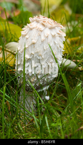 Shaggy Mane, Coprinus comatus, champignons, Northwest, États-Unis, Texas, comestibles, champignons, yard Banque D'Images