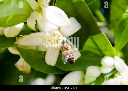 La collecte du pollen d'abeille à partir d'un arbre orange flower Banque D'Images