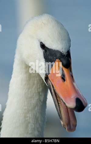 Cygne muet, prise à Harrold et Odell Country Park, Bedfordshire Banque D'Images