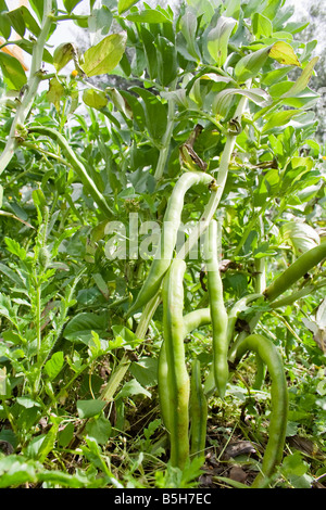 Des Fèves (Vicia faba) suspendu à l'usine en Alentejo, Portugal. Banque D'Images