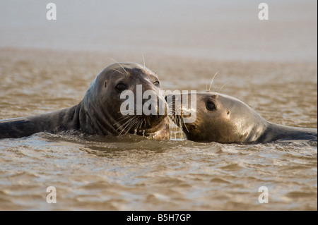 Deux phoques gris au Donna Nook, Lincolnshire Banque D'Images