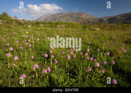 Masse d'Orchidées Orchis laxiflora italienne dans un sward élevés dans les montagnes de la Crète centrale Kedros Banque D'Images