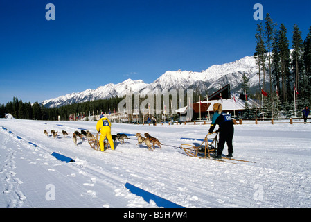 Course internationale d'attelages de chiens dans la région de Canmore Nordic Centre Provincial Park dans les Rocheuses canadiennes en Alberta Canada Banque D'Images