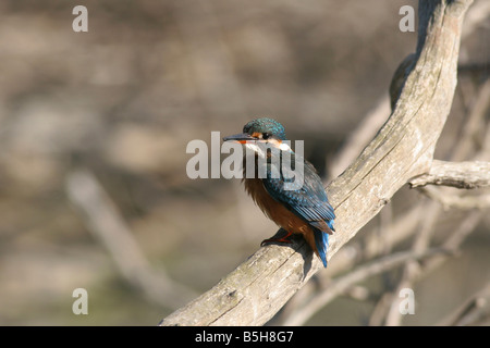 Kingfisher Alcedo atthis Common Kingfisher eurasien AKA ou River Kingfisher Israël de l'été Août 2008 Banque D'Images