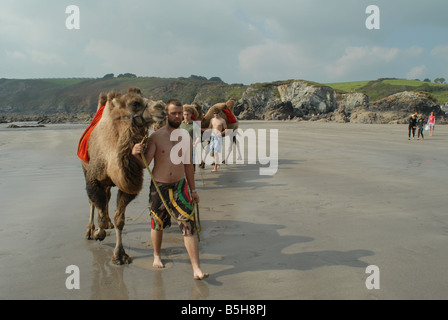 Trois chameaux marche sur une plage de Cornouailles Banque D'Images