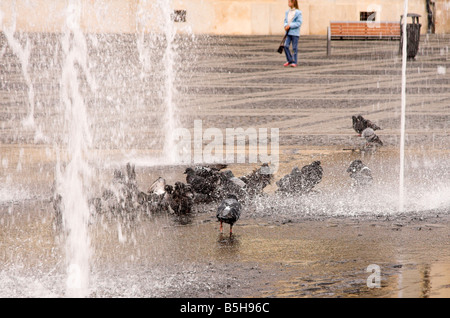 Les pigeons dans une fontaine d'eau, Piata Mare, Grand Carré, Sibiu, Transylvanie, Roumanie Banque D'Images