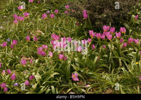 Tulipes Tulipa saxatilis Rock dans les montagnes de la Crète sous la forme anciennement connu sous le nom de Tulipa bakeri Omalos Montagnes Blanches Crete Banque D'Images