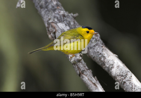 Wilson's Warbler Wilsonia pusilla homme perché sur la succursale de Botanical Beach Port Renfrew Vancouver Island BC en mai Banque D'Images