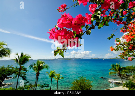 CRUZ BAY, Îles Vierges américaines — Une vue sur la mer des Caraïbes depuis Cruz Bay, composé John, Îles Vierges américaines, encadrée par des fleurs de bougainvilliers roses vibrantes au premier plan. La scène tropicale met en valeur la flore luxuriante de l'île sur fond d'eaux turquoises. Banque D'Images