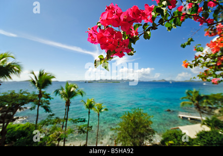 CRUZ BAY, Îles Vierges américaines — Une vue sur la mer des Caraïbes depuis Cruz Bay, composé John, Îles Vierges américaines, encadrée par des fleurs de bougainvilliers roses vibrantes au premier plan. La scène tropicale met en valeur la flore luxuriante de l'île sur fond d'eaux turquoises. Banque D'Images