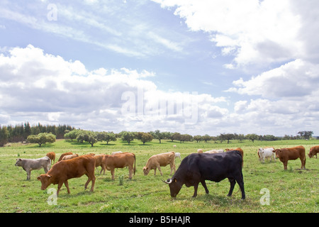 Les vaches typiques de la région de l'Alentejo et un taureau sauvage (noir) utilisés dans les corridas, le pâturage. Le district de Portalegre, Portugal Banque D'Images