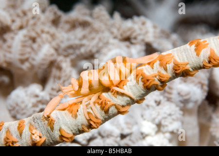 Crevettes de corail fouet, Pontonides unciger commensal, sur une mer de corail noir whip. Également connu sous le nom de Black Coral Shrimp Banque D'Images