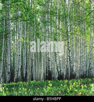 Arbres de bouleau au printemps. Altaï. La Sibérie. La Russie Banque D'Images