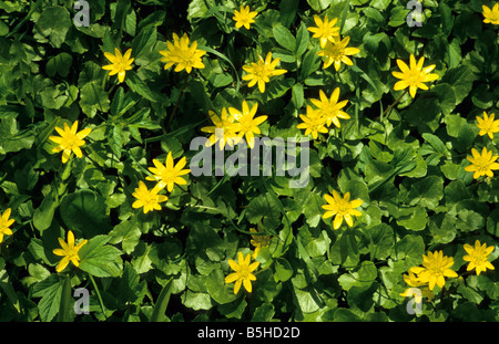 Floraison jaune Chélidoine moindre (Ranunculus ficaria) - Powys, Pays de Galles, Royaume-Uni. Banque D'Images