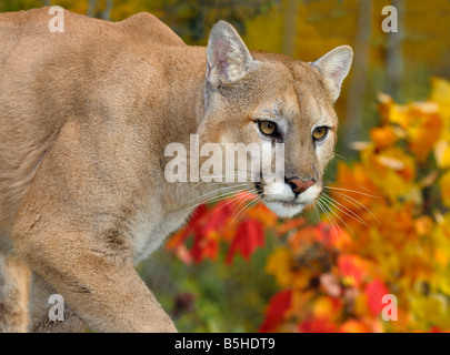 Gros plan d'une face de Cougar dans une forêt d'automne avec des feuilles d'érable rouge Banque D'Images