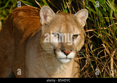 Close up of a Mountain Lion traque ses proies dans l'herbe haute Banque D'Images