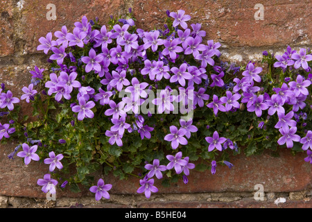 Adria bellflower Campanula portenschlagiana poussant sur un mur de jardin naturalisé dans Dorset UK à partir de la Yougoslavie à l'origine zone Banque D'Images