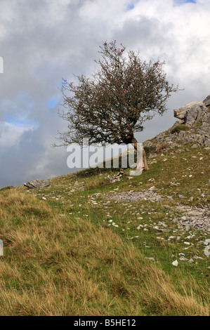 L'aubépine arbre sur un jour d'hiver orageux Pillow Mounds Montagnes Noires Mynydd du Carmarthenshire Wales Banque D'Images