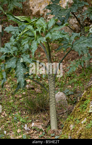 Dragon Arum Dracunculus vulgaris montrant la tige de la peau de Crète Banque D'Images