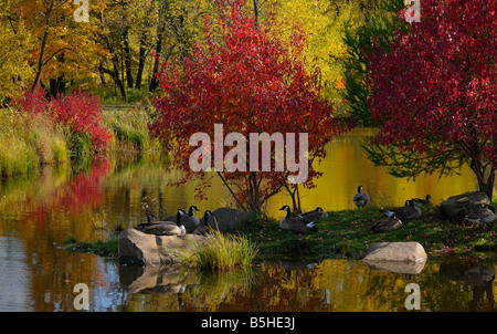 Un groupe de Bernaches du Canada en appui sur une île dans un lac avec des érables rouges à l'automne (Branta canadensis) Minnesota USA Banque D'Images