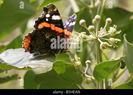 Vulcain Vanessa atalanta seul adulte se nourrissant d'Ivy Lea Valley Octobre prises UK Essex Banque D'Images