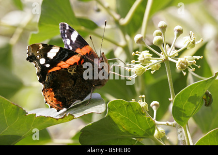 Vulcain Vanessa atalanta seul adulte se nourrissant d'Ivy Lea Valley Octobre prises UK Essex Banque D'Images