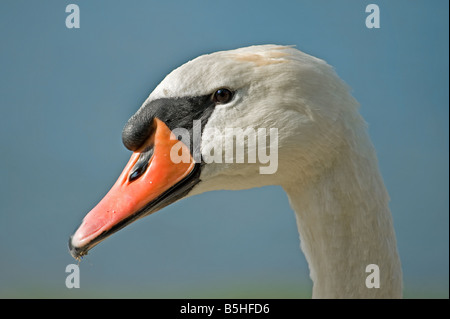 Cygne muet, prise à Harrold et Odell Country Park, Bedfordshire Banque D'Images