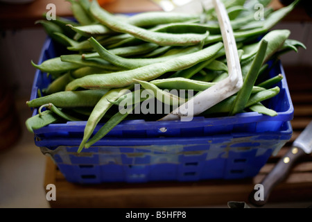 Haricots fraîchement cueillis dans un panier. Banque D'Images