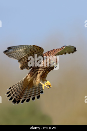 Kestrel Falco tinnunculus planant Bedfordshire Potton Banque D'Images