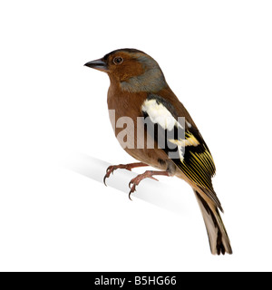 Chaffinch Fringilla coelebs sur son perchoir devant un fond blanc Banque D'Images