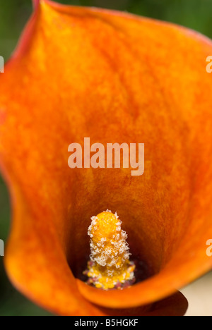 Zantedeschia calla ou Arum orange lilly Banque D'Images