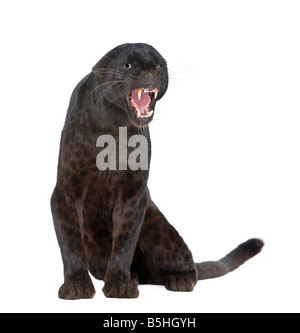 Leopard noir 6 ans devant un fond blanc Banque D'Images