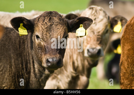 Animaux bovins dh UK Close up les jeunes veaux de boucherie avec étiquettes d'identité d'oreille bovins Banque D'Images