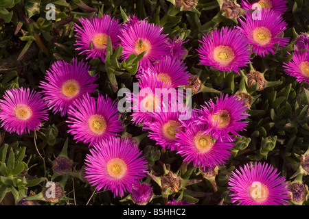 Carpobrotus edulis forma Hottentot Fig rubescens en provenance d'Afrique du Sud largement naturalisée en Europe du sud Banque D'Images